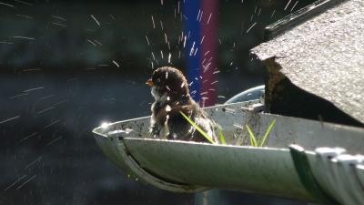 ADULT 1= Ron Nolan Backlit sparrow